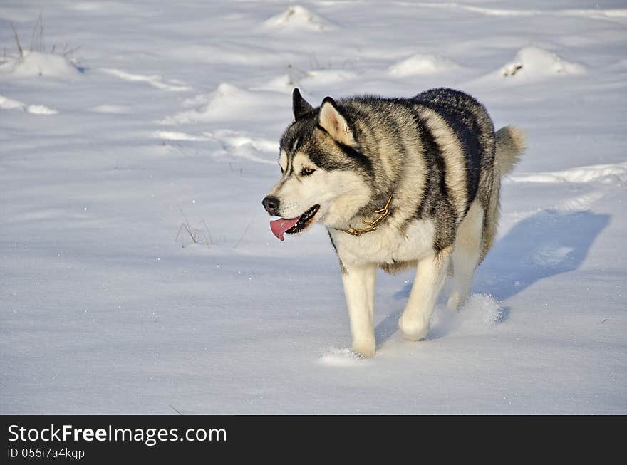 Close up of siberian husky