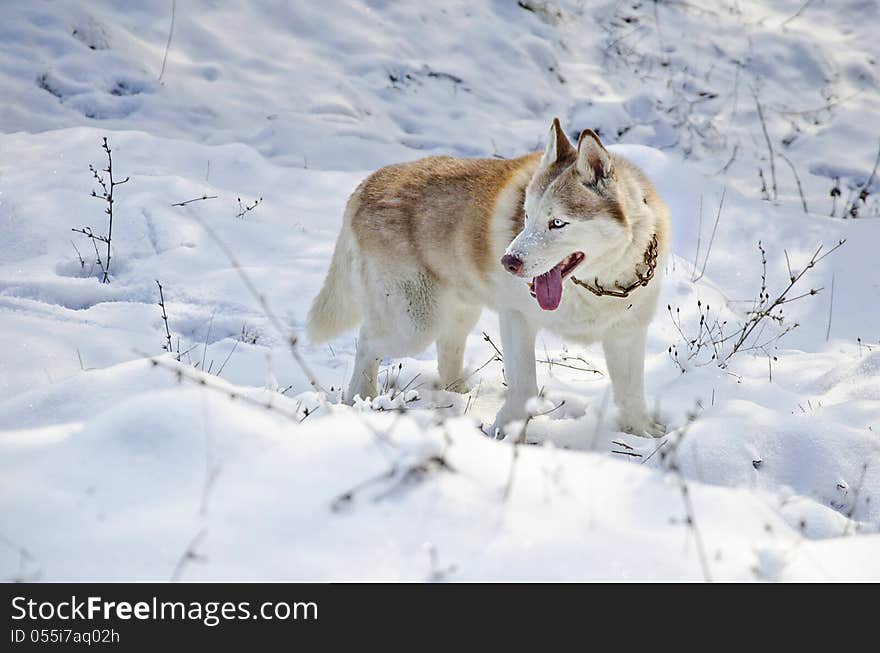 Close up of siberian husky