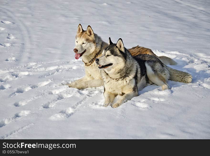 Siberian Husky On Snow