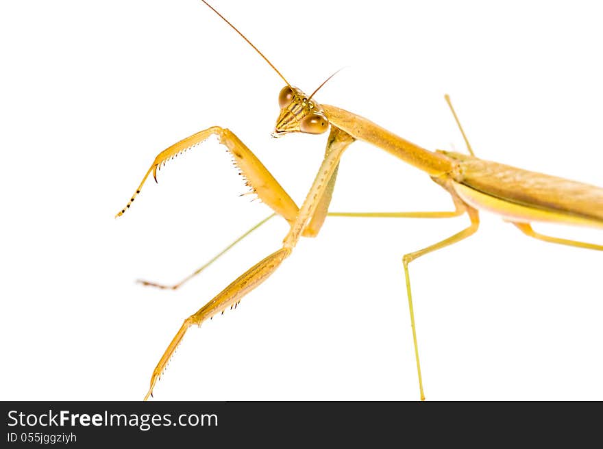 Praying Mantis isolated on white background