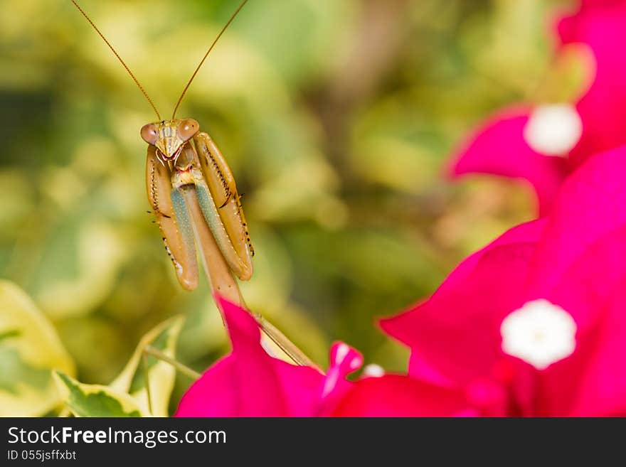 Praying Mantis on red flower