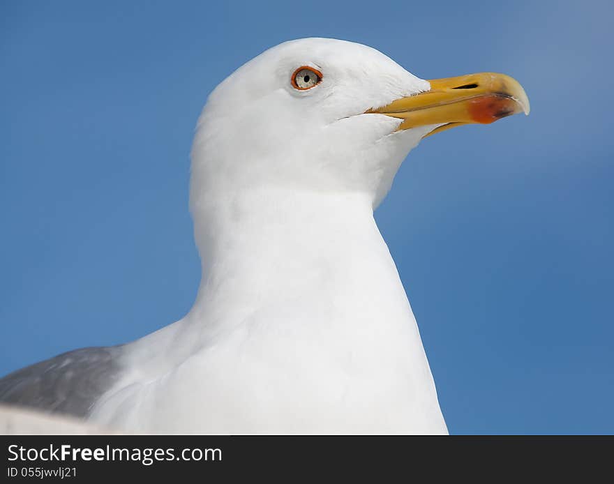 Seagull