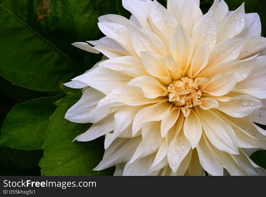 Wet White Dahlia Flower