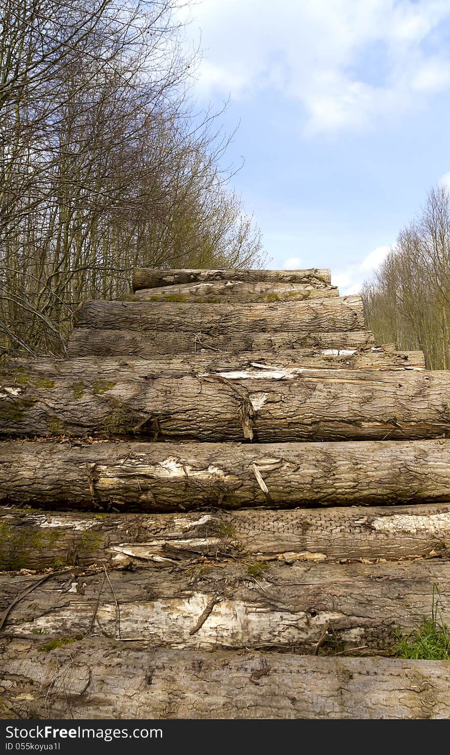 Cut tree logs in a forest stacked on top of one another