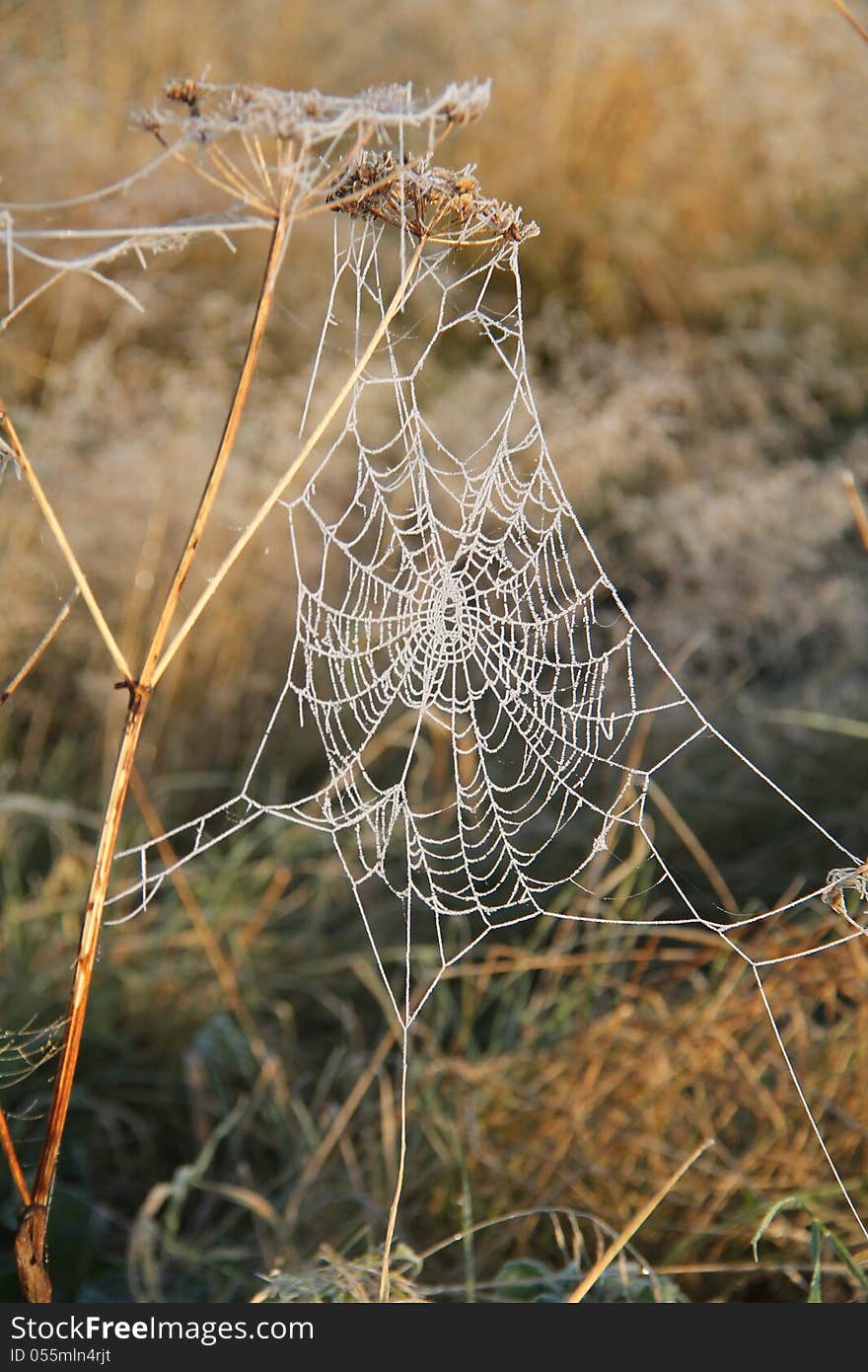 Spiders Web.