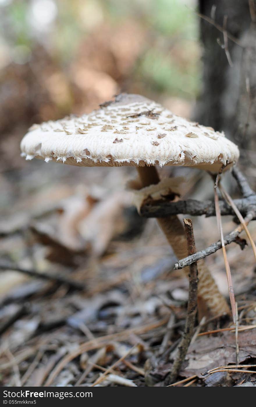 Large forest mushroom in autumn