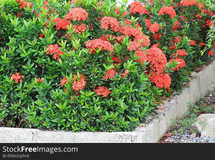 West Indian Jasmine Flower