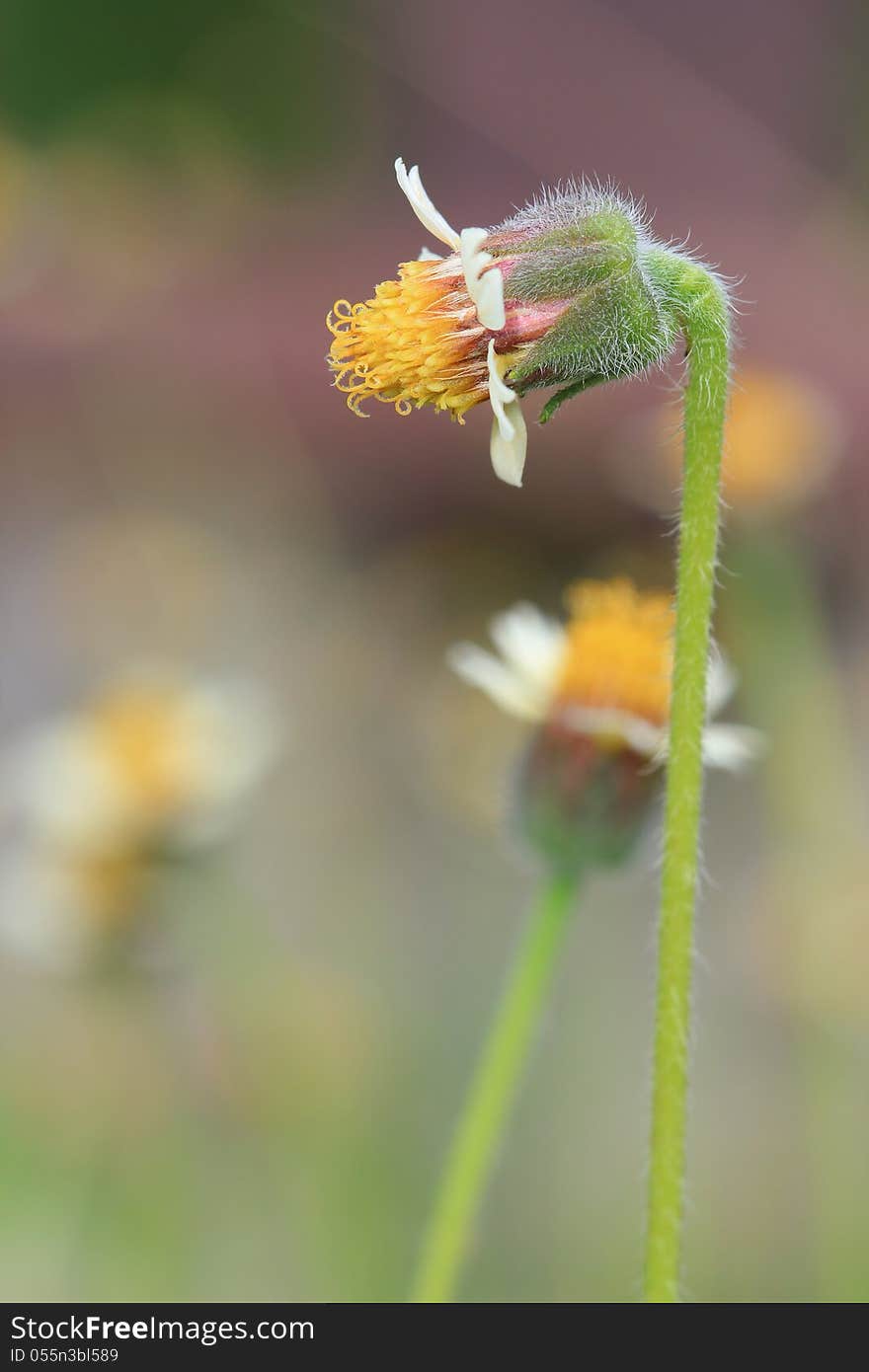 White Flowers