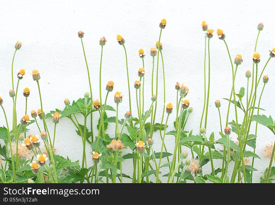 White flowers in front of concrete wall