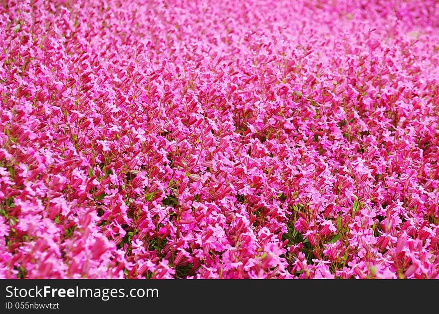 Pink flowers