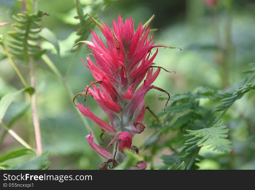 Indian Paintbrush flower Casstilleja in the mountains of Idaho. Indian Paintbrush flower Casstilleja in the mountains of Idaho