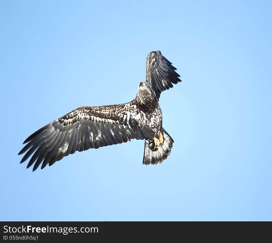 Immature bald eagle in flight against a blue sky in Idaho