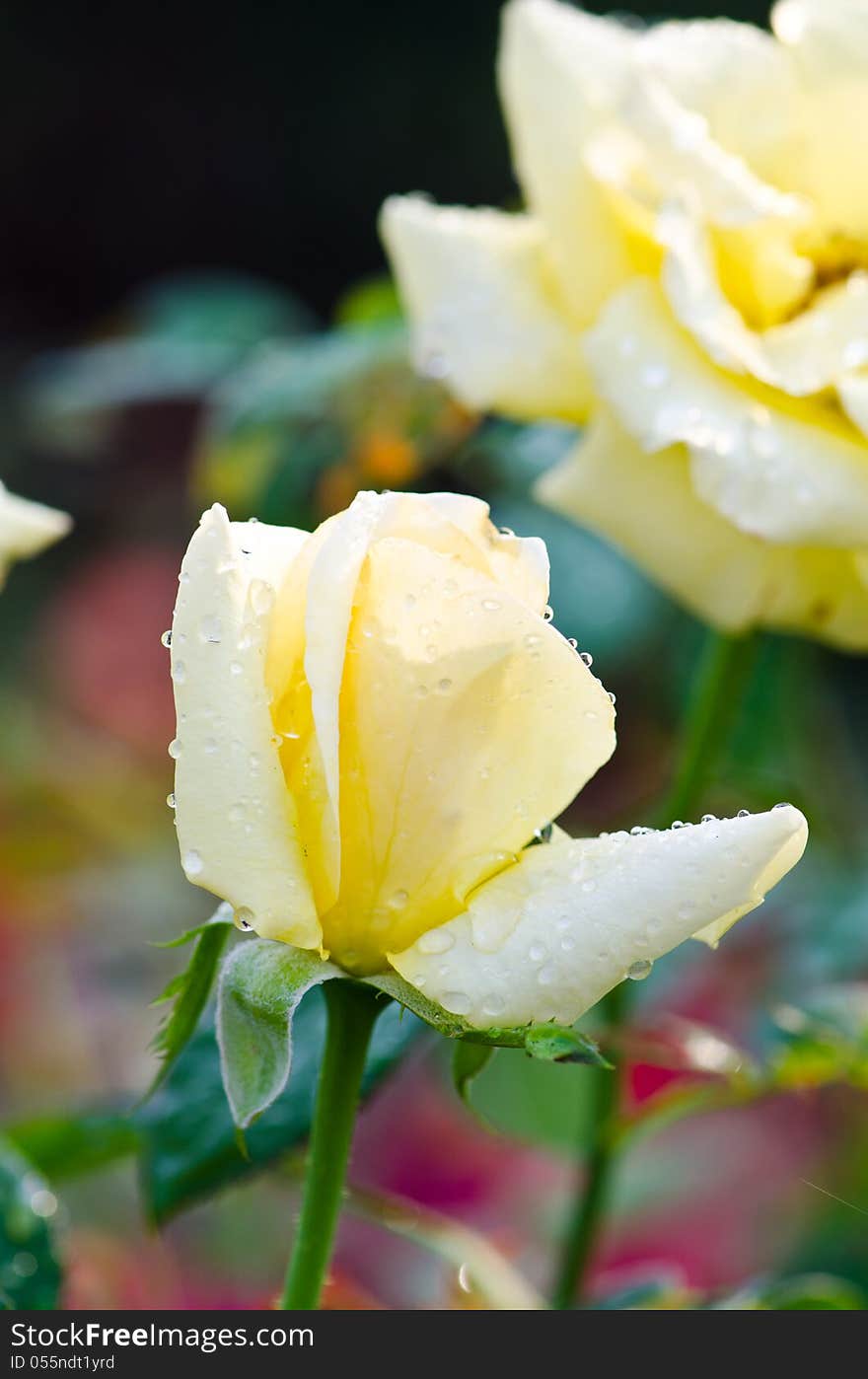 Yellow roses.