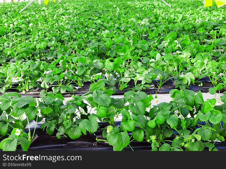 Strawberry in greenhouse