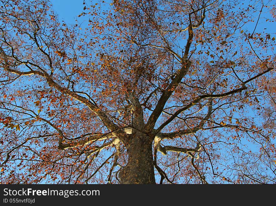 Upwards view through an aspen tree to the autumn sky. Upwards view through an aspen tree to the autumn sky.