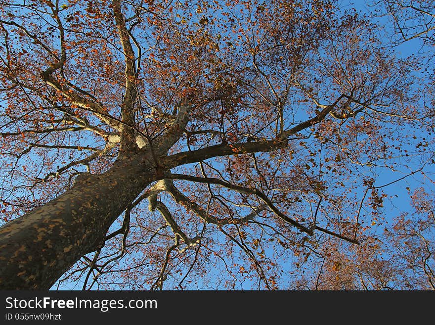 Upwards view through an aspen tree to the autumn sky. Upwards view through an aspen tree to the autumn sky.