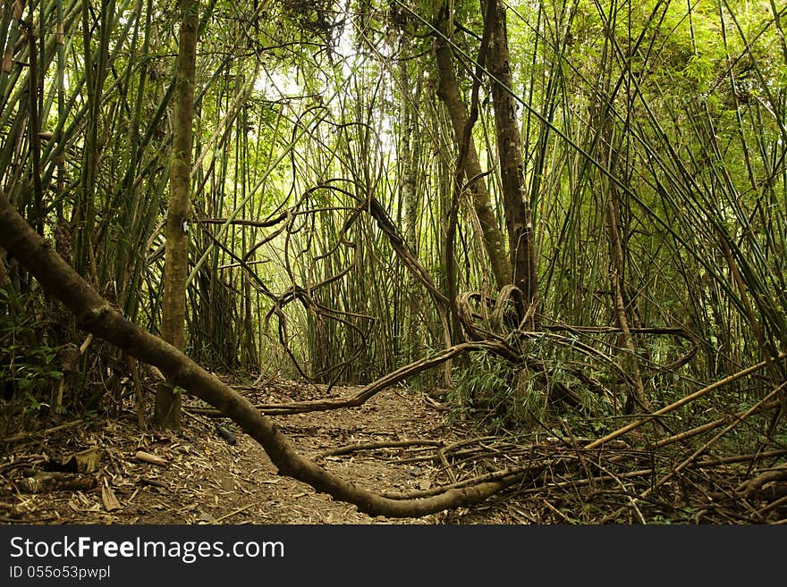 Scene of green tropical forest with rough brown road and wine. Scene of green tropical forest with rough brown road and wine