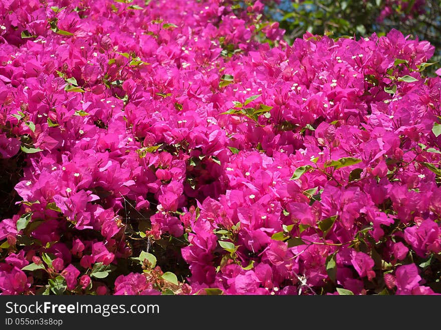 Closeup view of pink flowers of bougainvillea. Closeup view of pink flowers of bougainvillea