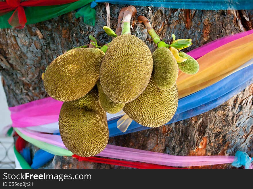 Juicy jackfruit hanging on tree at a temple in Doi Suthep, Thailand.