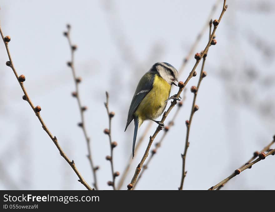 Yellow Spring Bird