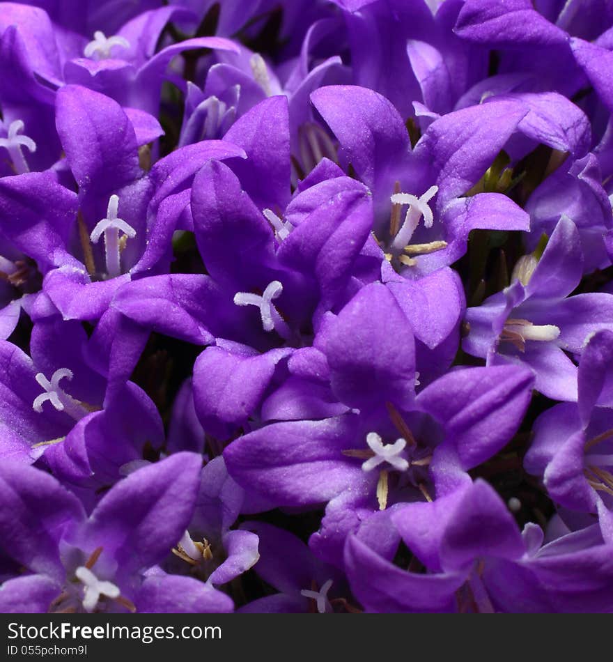 Violet Campanulas