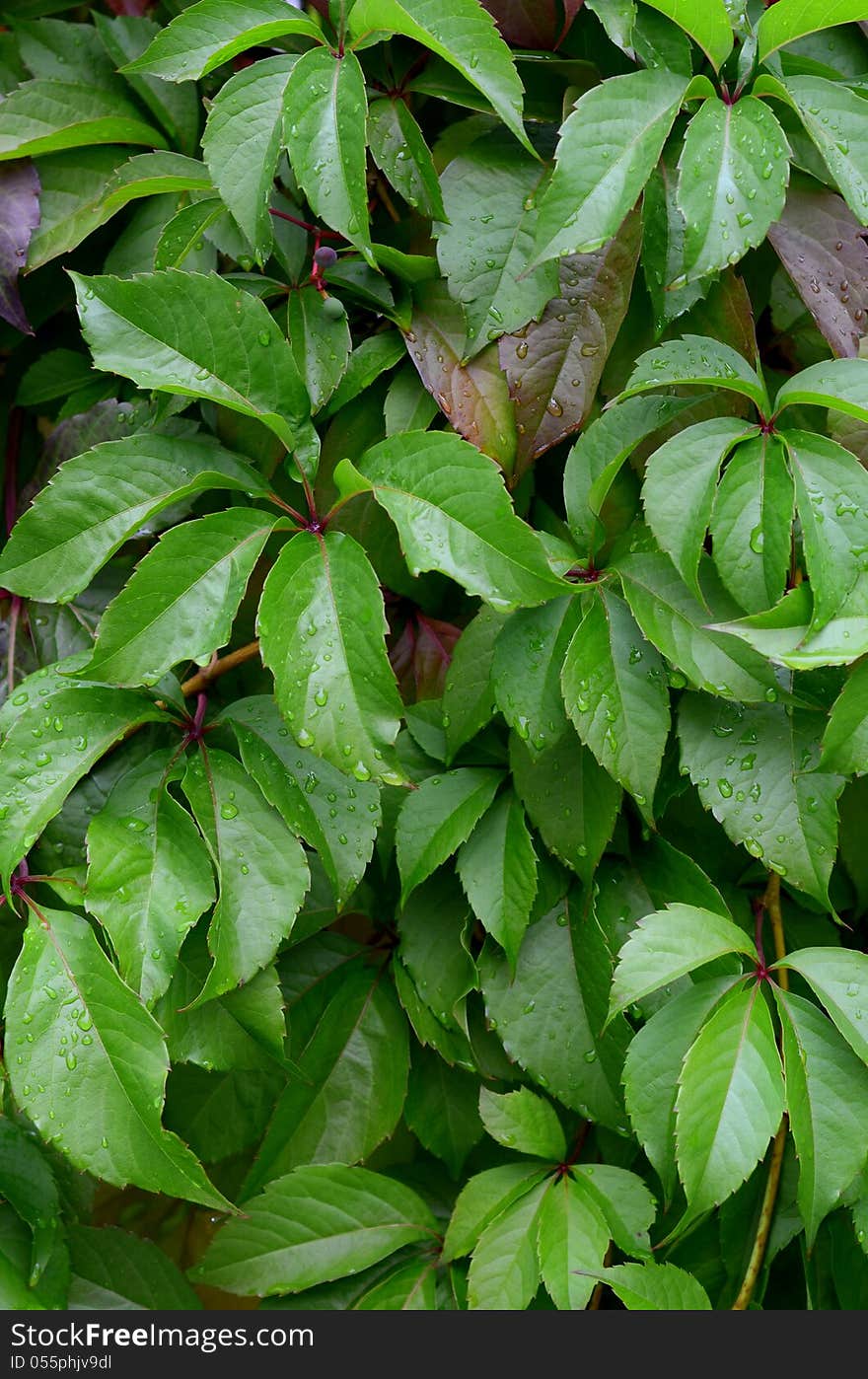 Background Texture Of Wet, Lush Vegetation On A Wall. Background Texture Of Wet, Lush Vegetation On A Wall