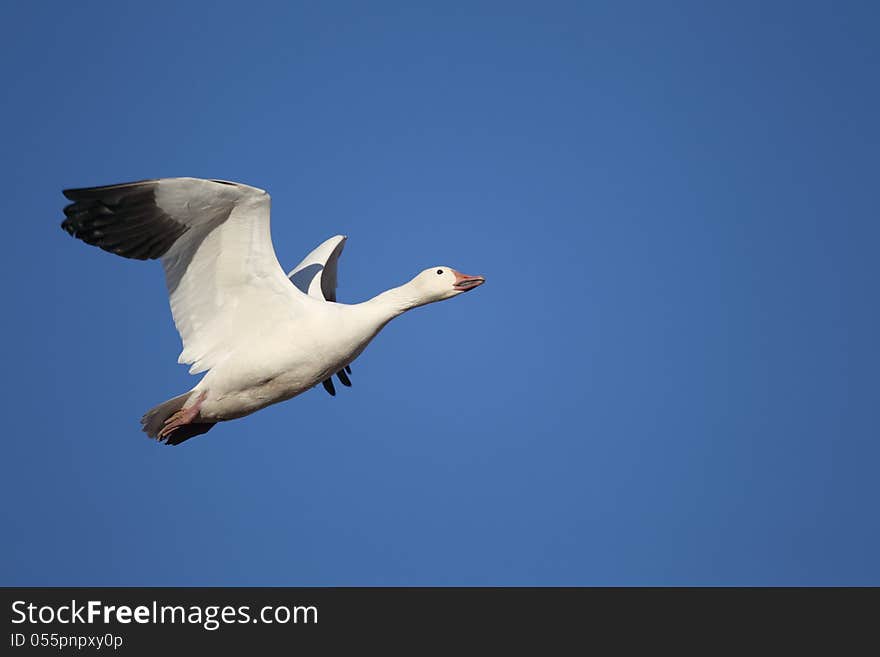 Snow goose in flight with a blue sky background