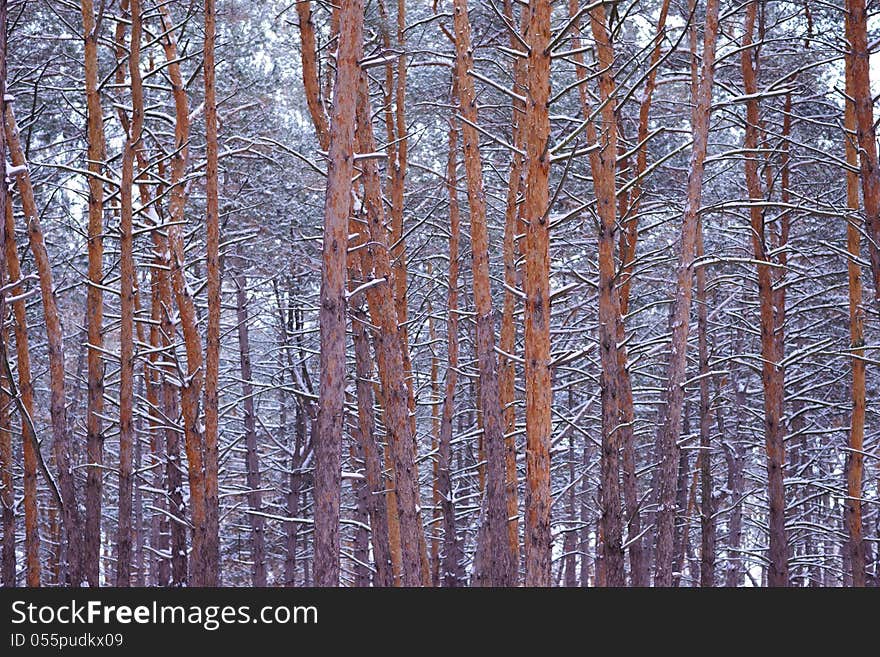 Beautiful pine winter forest