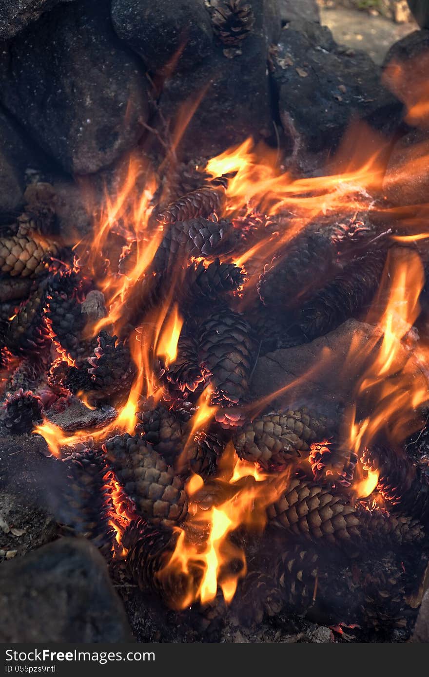 Fire of spruce and pine cones close up