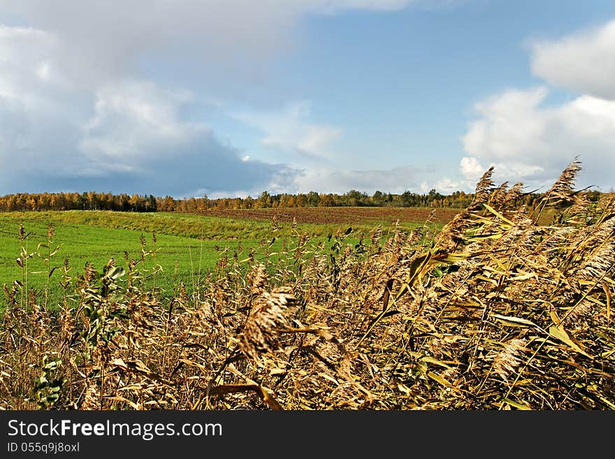 Country landscape with green meadow and tall grass. Country landscape with green meadow and tall grass.