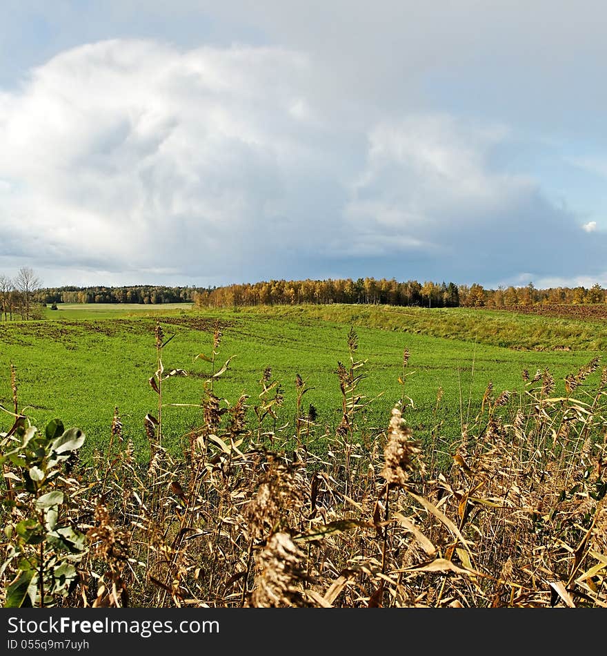 Country landscape with green meadow and tall grass. Country landscape with green meadow and tall grass.