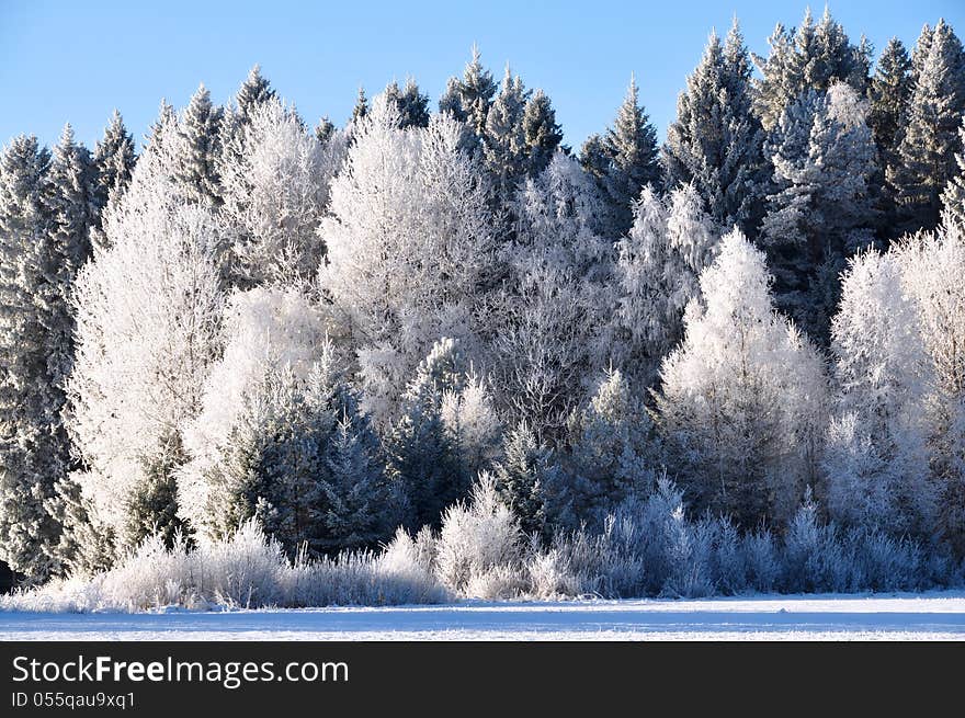 Frost covered trees with clear blue sky. Frost covered trees with clear blue sky.