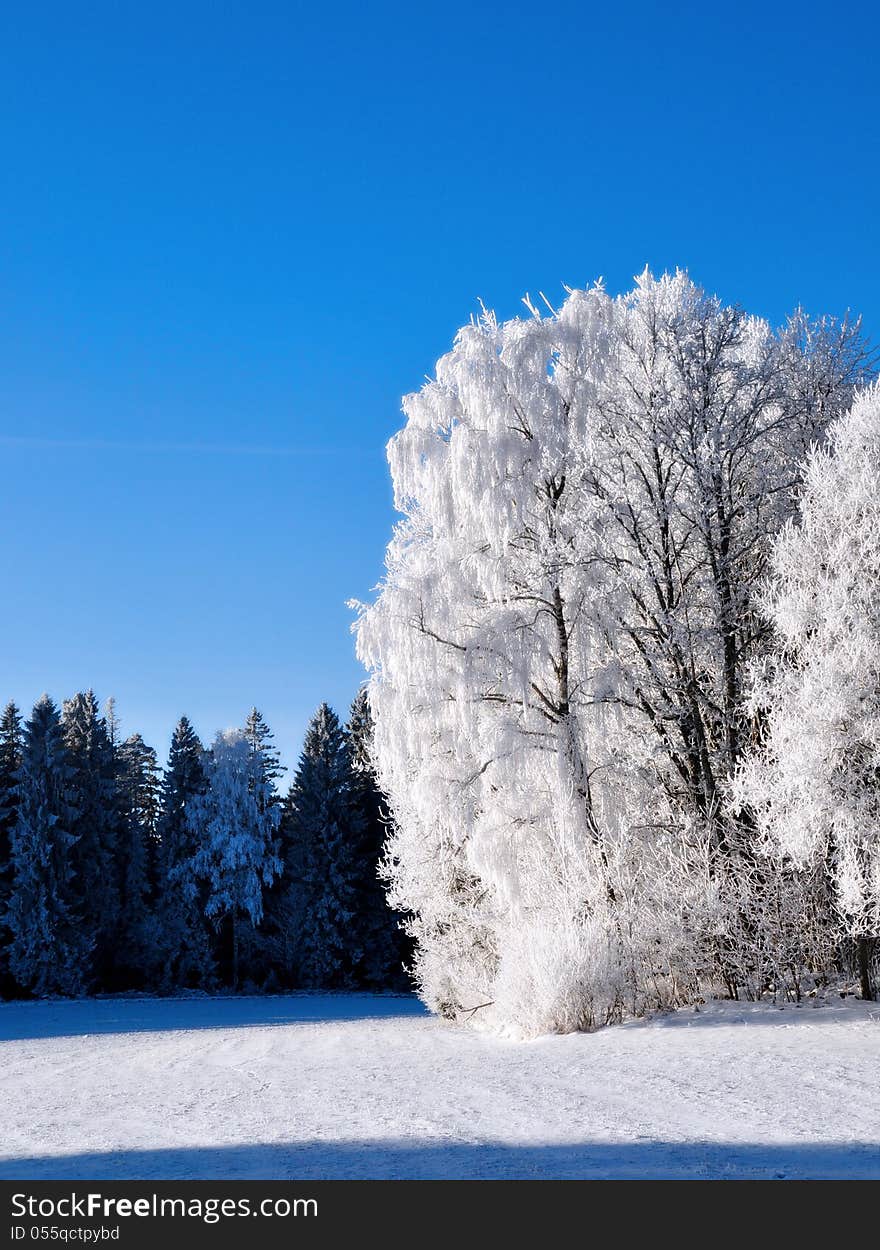 Frost covered trees