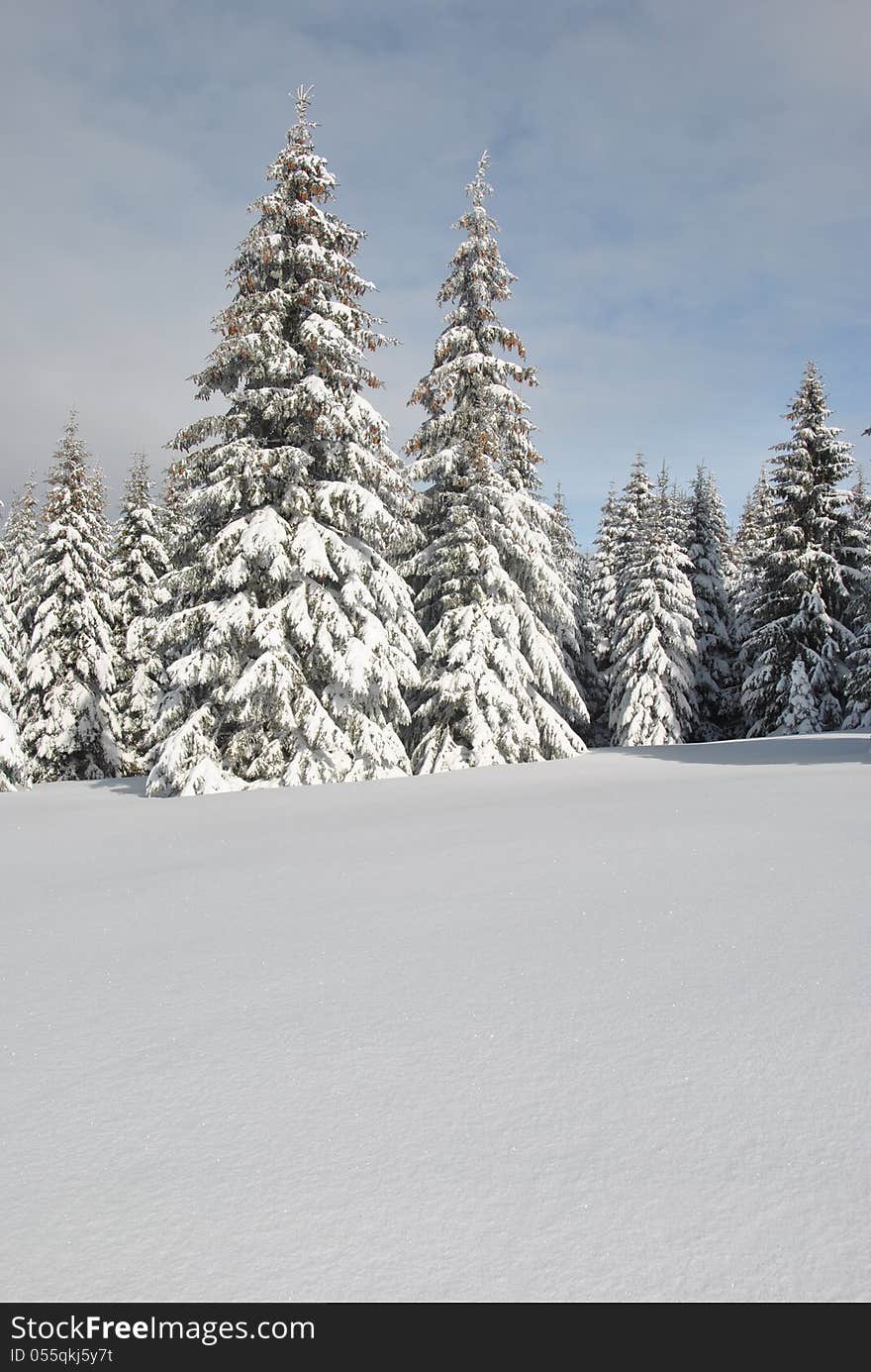 Snowy mountain meadow and fir trees covered by snow in background