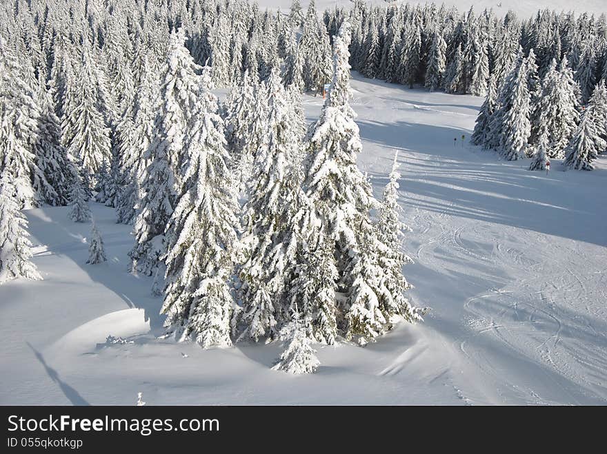 Winter look of fir forest, view from above