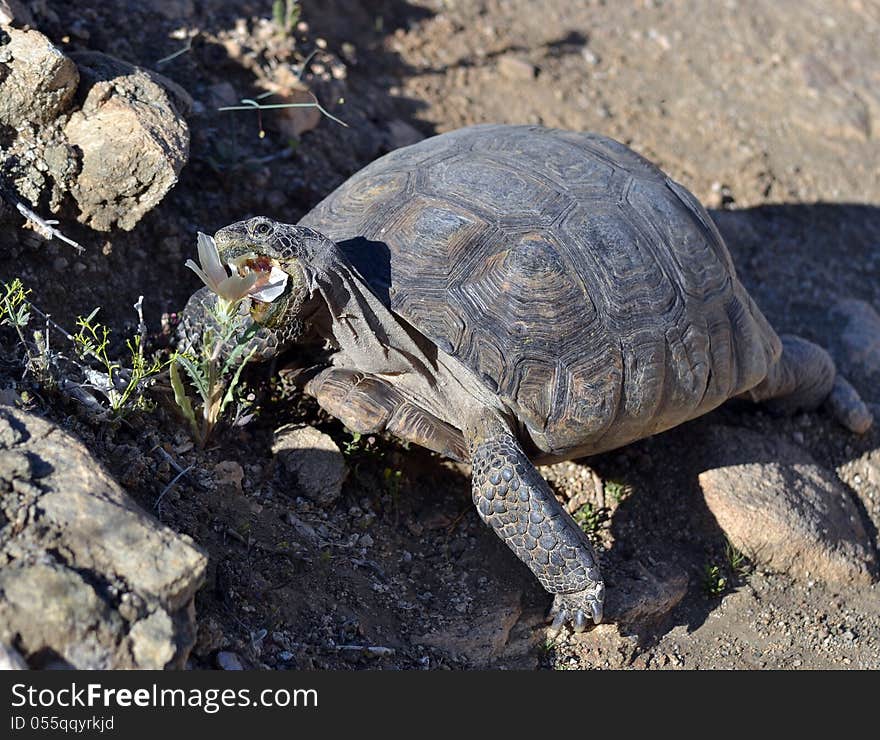 Desert tortoise feeding