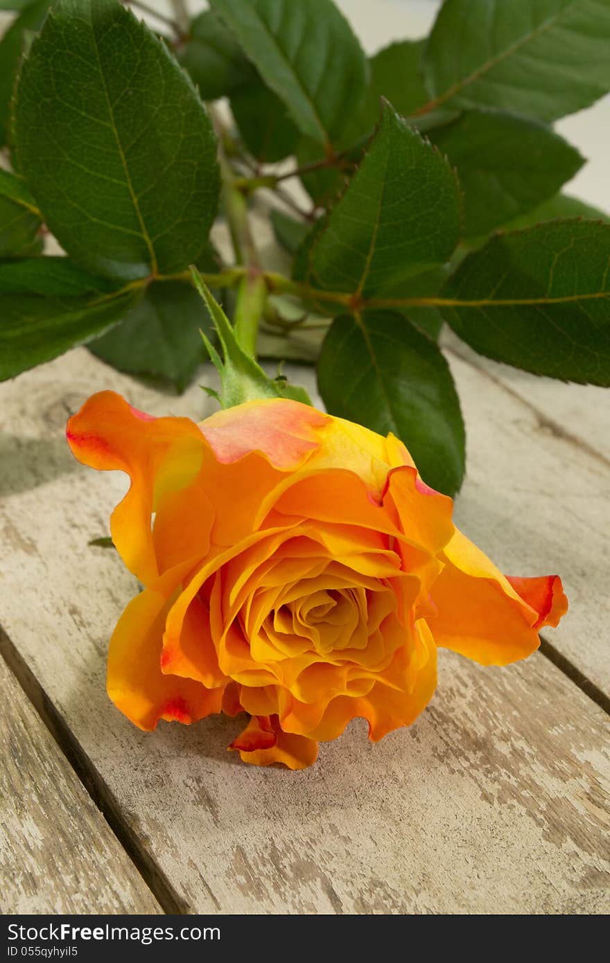 Yellow rose with red edges on the old garden table. Yellow rose with red edges on the old garden table