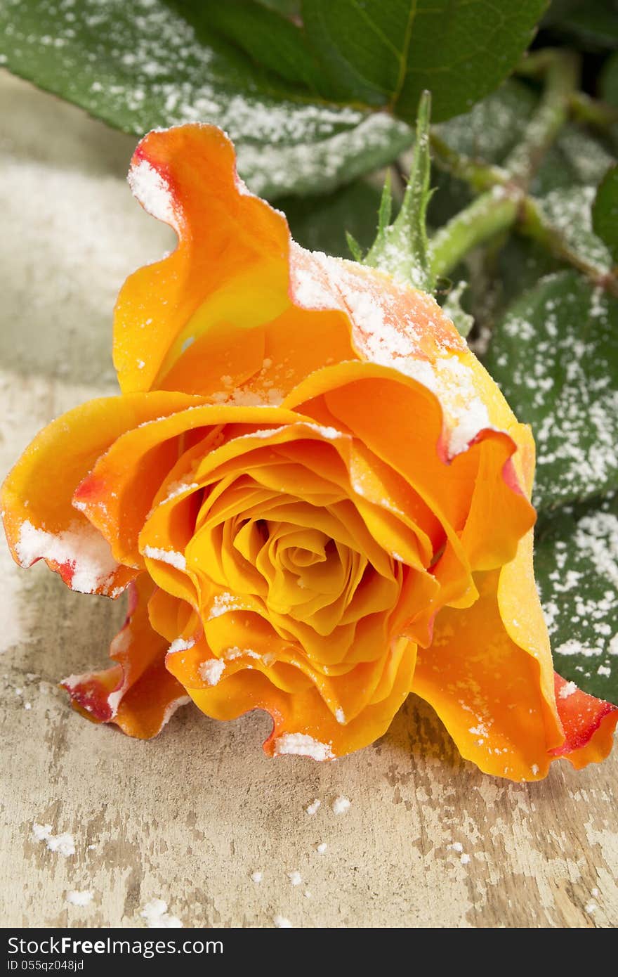 Yellow rose with red edges and false snow, on the old garden table. Yellow rose with red edges and false snow, on the old garden table