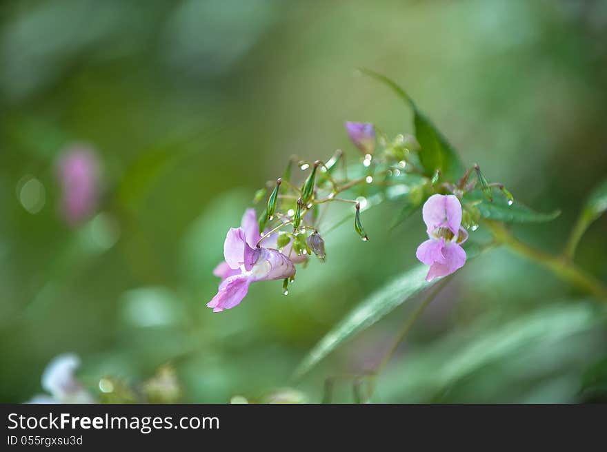 Colorful lavender flowers with dew drops