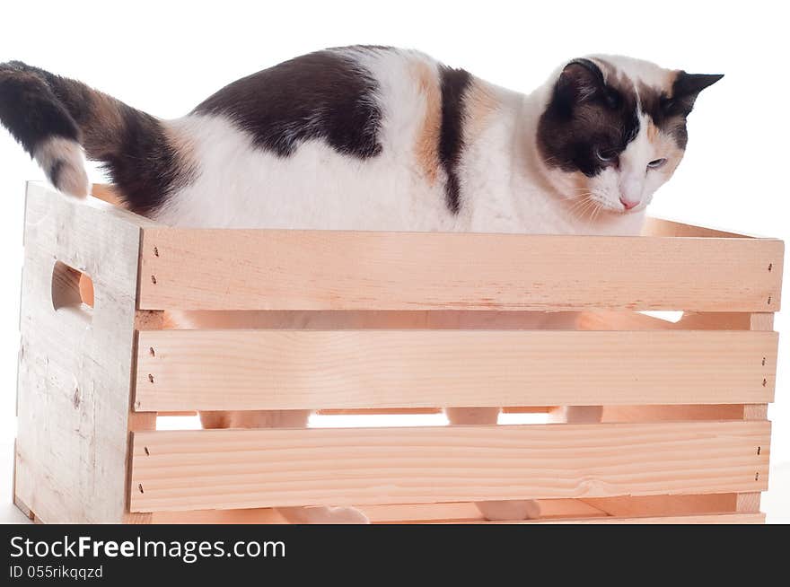 White Cat Standing In Crate