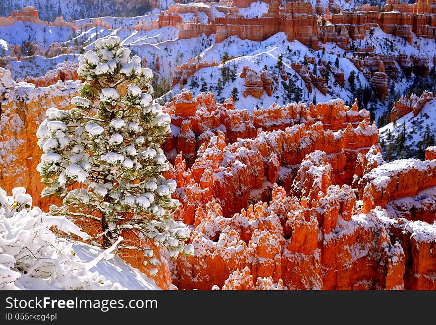 Snow covered hoodoos and pine trees