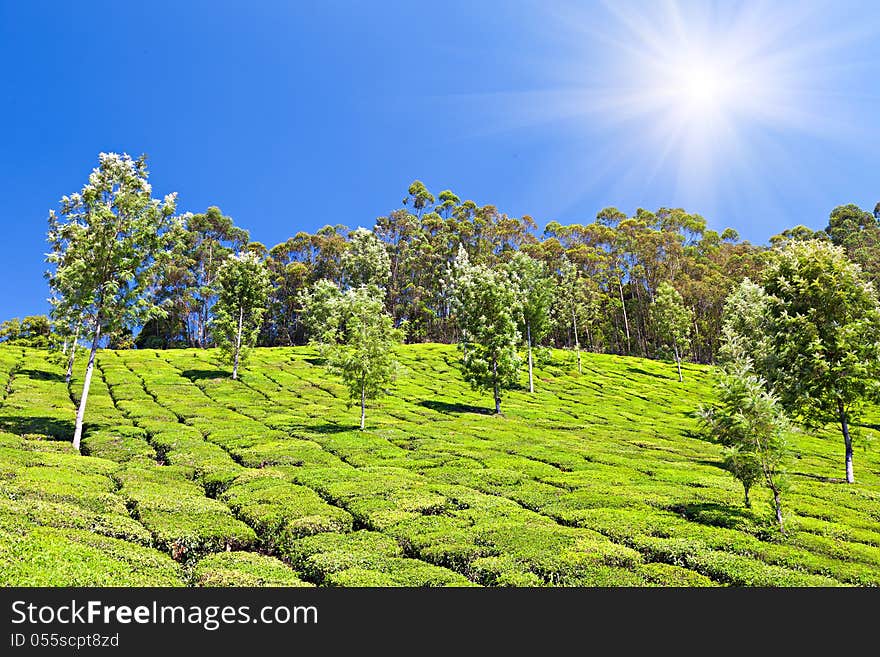 Tea plantation in Munnar, India