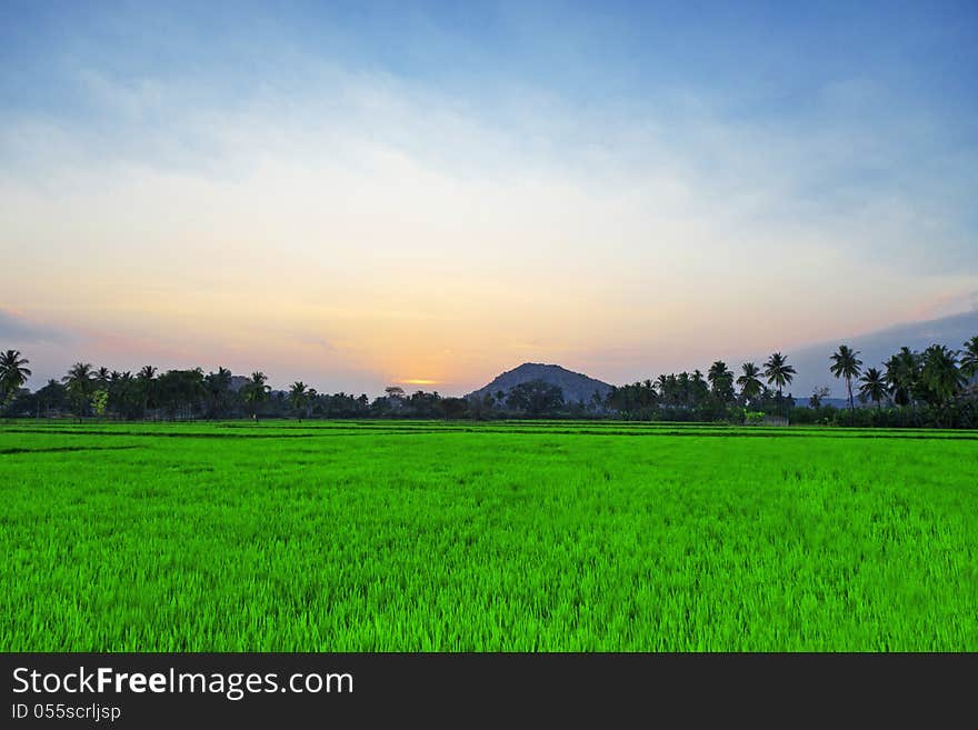 Sunset in the field, India. Sunset in the field, India