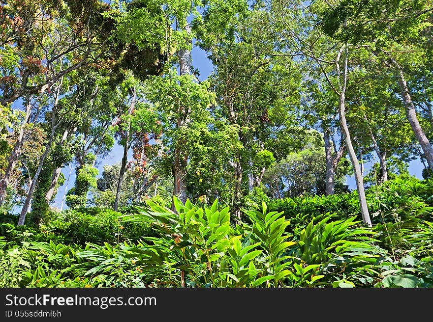 Deep tropical forest