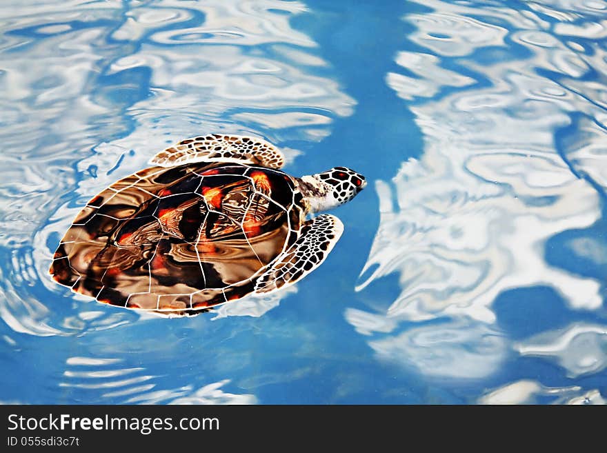 Turtle swimming in the blue water