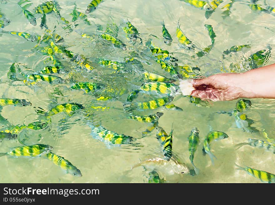 Feeding Tropical Fishes