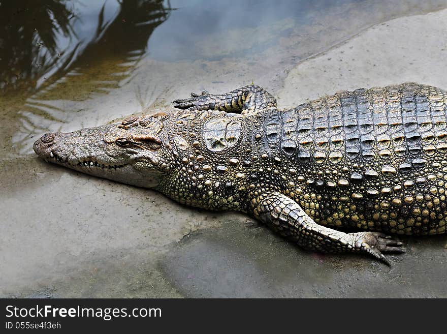 Big crocodile in the zoo