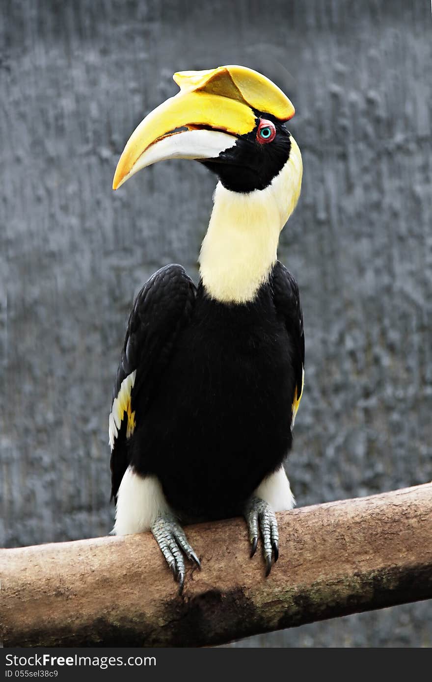 Buceros rhinoceros, the very big bird, Thailand