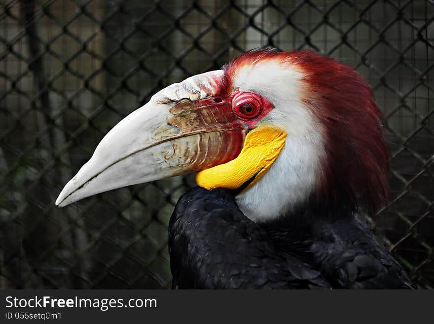 Wreathed Hornbill in the zoo