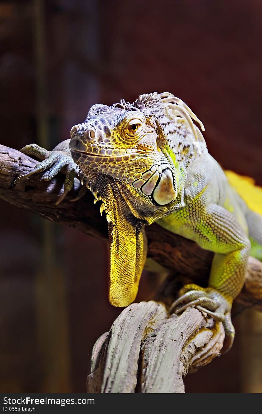 Yellow iguana sitting on the tree